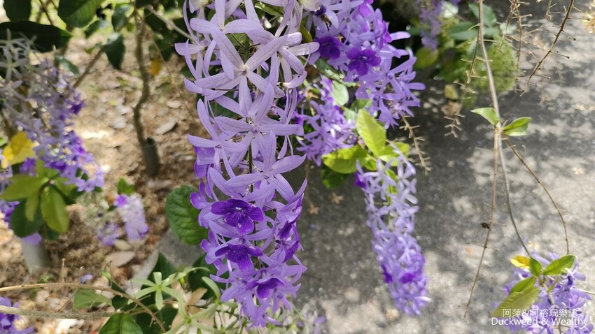 嘉義景點推薦！梅山公園不只賞梅花，鳳凰花、九重葛全年綻放最美嘉義景點。