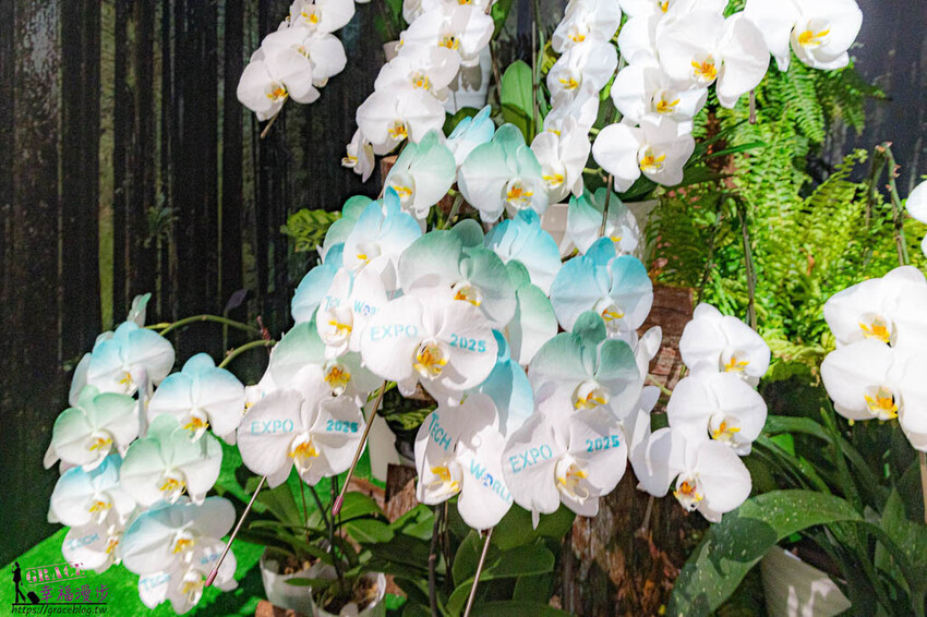 搭乘麗星郵輪探索星號遊玩大阪萬博會，專車接送輕鬆逛展覽