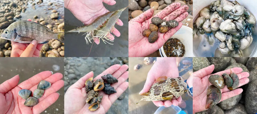 苗栗親子景點推薦｜合歡石滬潮間帶體驗抓螃蟹、撈魚、挖海瓜子，