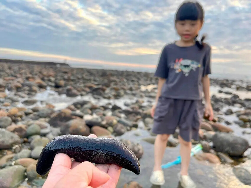苗栗親子景點推薦｜合歡石滬潮間帶體驗抓螃蟹、撈魚、挖海瓜子，
