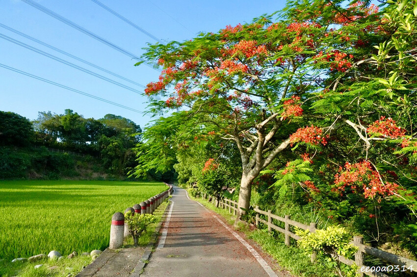 桃園龍潭大平紅橋一日遊｜百年紅磚糯米橋秘境，輕鬆散步賞景、拍