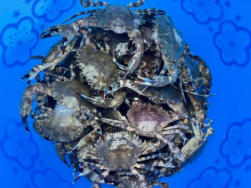 苗栗親子景點推薦｜合歡石滬潮間帶體驗抓螃蟹、撈魚、挖海瓜子，