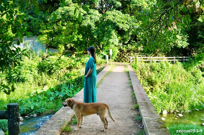 桃園龍潭大平紅橋一日遊｜百年紅磚糯米橋秘境，輕鬆散步賞景、拍