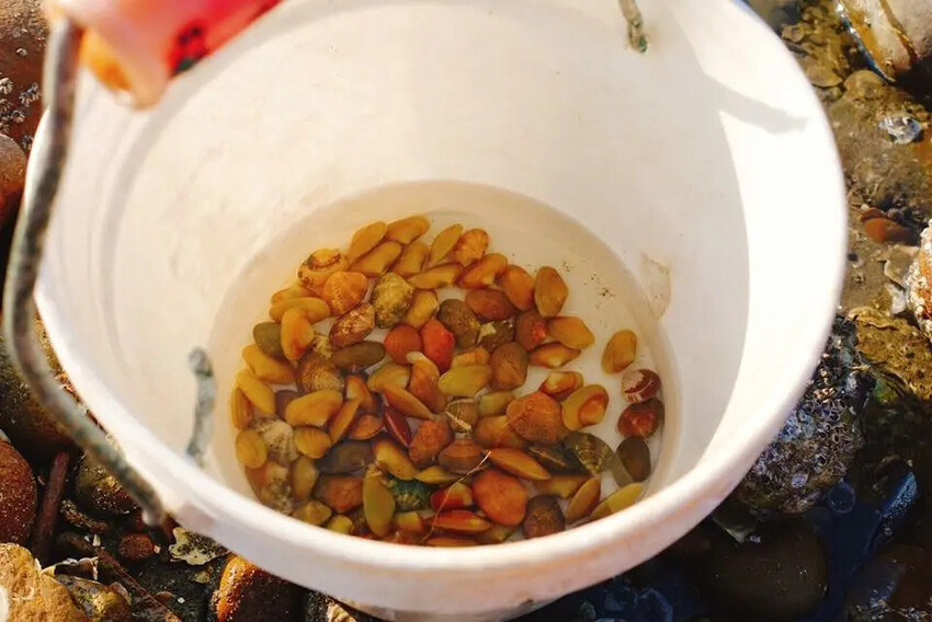 苗栗親子景點推薦｜合歡石滬潮間帶體驗抓螃蟹、撈魚、挖海瓜子，