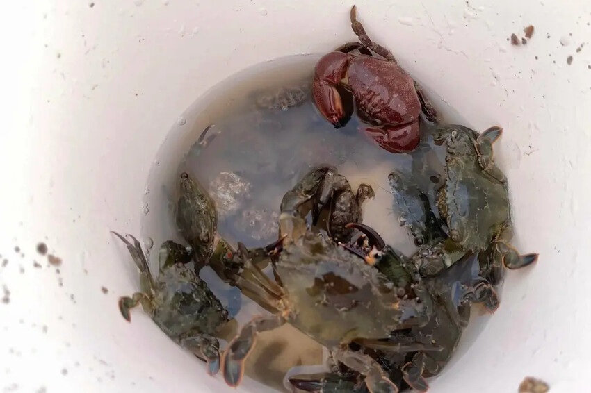 苗栗親子景點推薦｜合歡石滬潮間帶體驗抓螃蟹、撈魚、挖海瓜子，