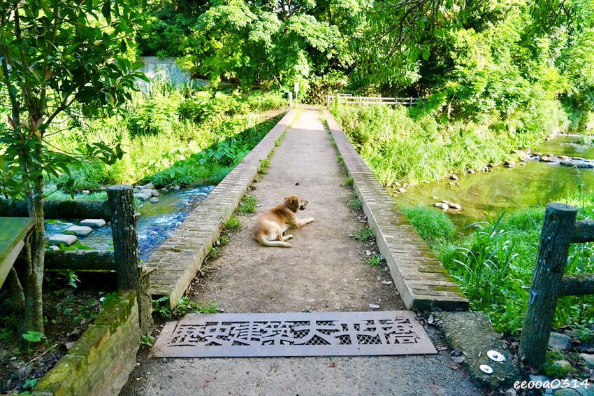 桃園龍潭大平紅橋一日遊｜百年紅磚糯米橋秘境，輕鬆散步賞景、拍
