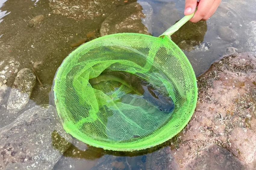 苗栗親子景點推薦｜合歡石滬潮間帶體驗抓螃蟹、撈魚、挖海瓜子，
