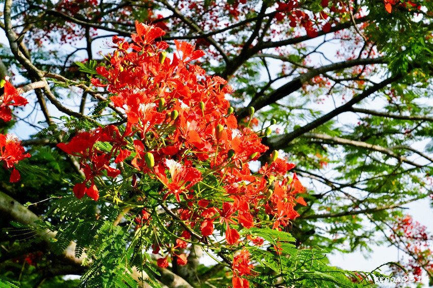 桃園龍潭大平紅橋一日遊｜百年紅磚糯米橋秘境，輕鬆散步賞景、拍