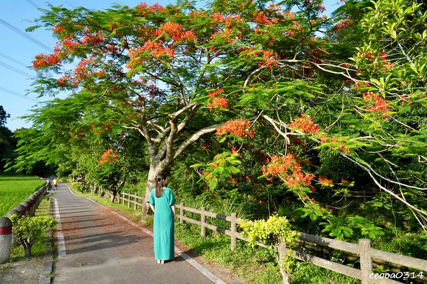 桃園龍潭大平紅橋一日遊｜百年紅磚糯米橋秘境，輕鬆散步賞景、拍