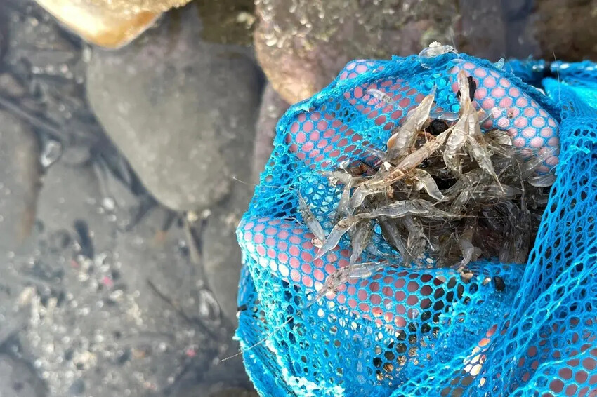 苗栗親子景點推薦｜合歡石滬潮間帶體驗抓螃蟹、撈魚、挖海瓜子，