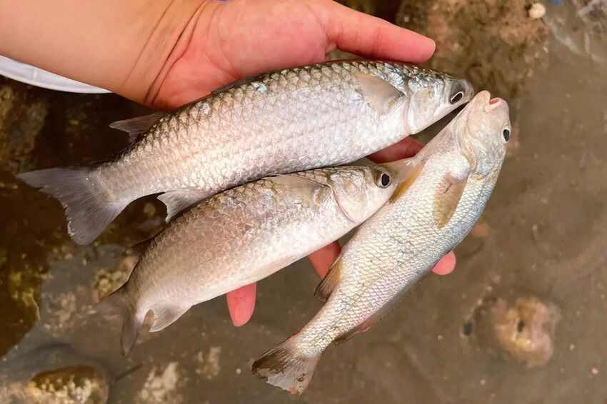 苗栗親子景點推薦｜合歡石滬潮間帶體驗抓螃蟹、撈魚、挖海瓜子，