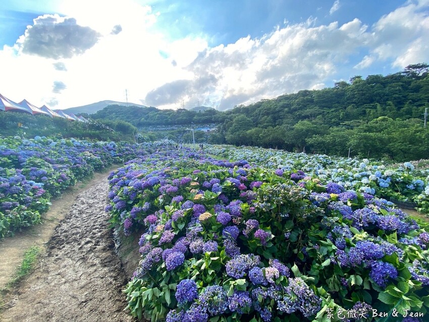 2025高家繡球花田！竹子湖 萬里雙園區8000坪花海盛開，交通門票一覽。