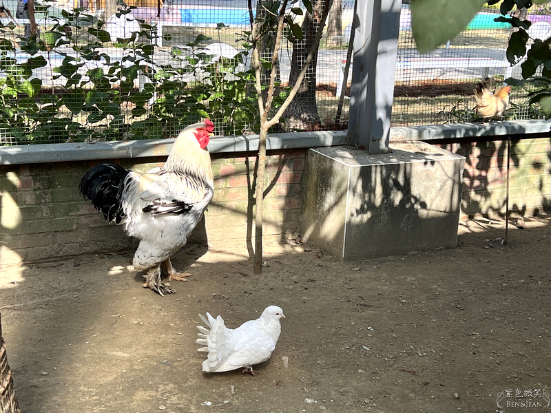 嘉義親子景點推薦!3000坪三隻小豬觀光農場,動物園 滑草 DIY全家暢玩。