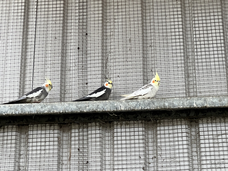 嘉義親子景點推薦!3000坪三隻小豬觀光農場,動物園 滑草 DIY全家暢玩。