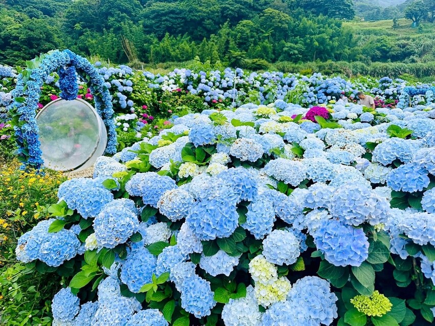 2025高家繡球花田！竹子湖 萬里雙園區8000坪花海盛開，交通門票一覽。