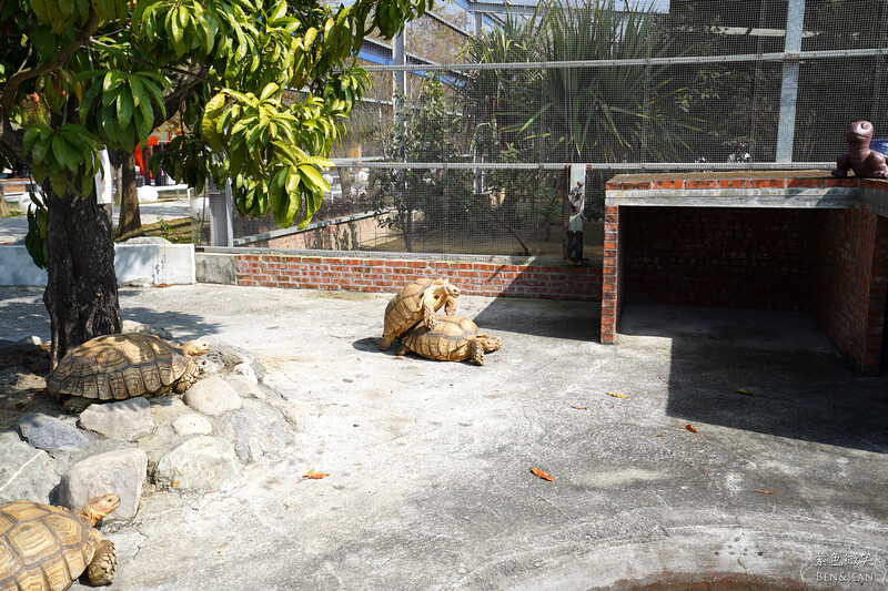 嘉義親子景點推薦!3000坪三隻小豬觀光農場,動物園 滑草 DIY全家暢玩。