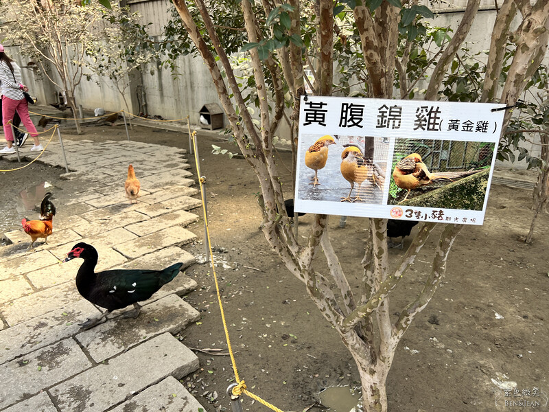 嘉義親子景點推薦!3000坪三隻小豬觀光農場,動物園 滑草 DIY全家暢玩。