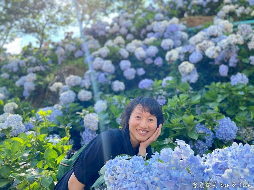 2025高家繡球花田！竹子湖 萬里雙園區8000坪花海盛開，交通門票一覽。