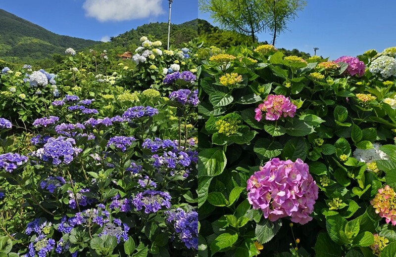 2025高家繡球花田！竹子湖 萬里雙園區8000坪花海盛開，交通門票一覽。