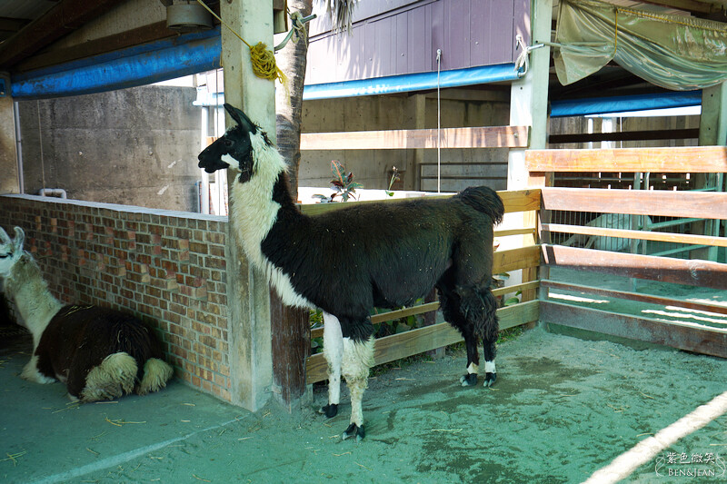 嘉義親子景點推薦!3000坪三隻小豬觀光農場,動物園 滑草 DIY全家暢玩。