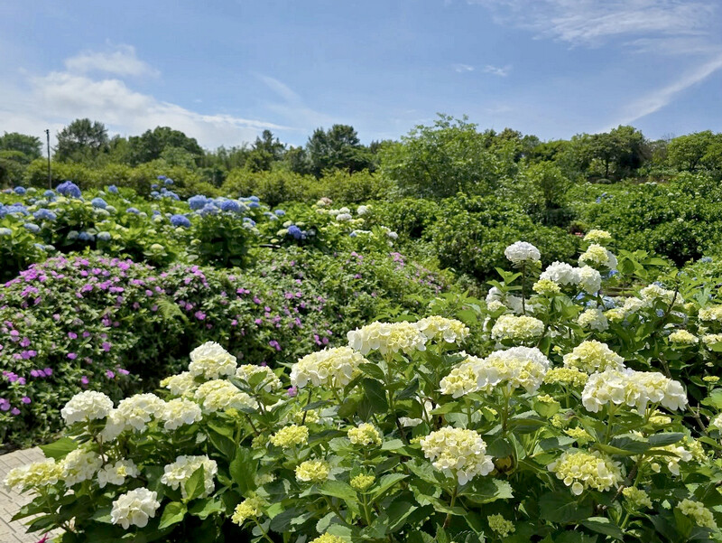 2025高家繡球花田！竹子湖 萬里雙園區8000坪花海盛開，交通門票一覽。