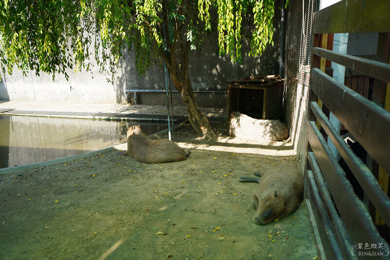 嘉義親子景點推薦!3000坪三隻小豬觀光農場,動物園 滑草 DIY全家暢玩。