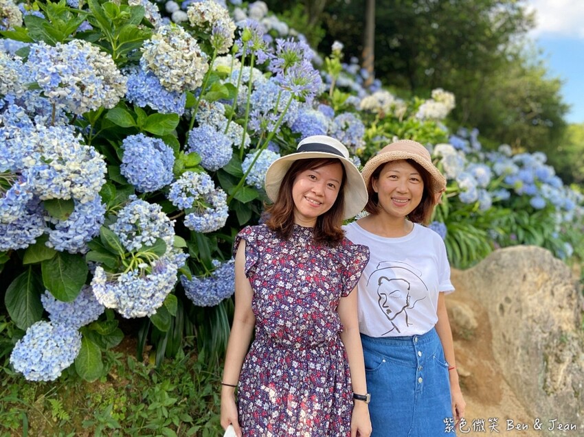 2025高家繡球花田！竹子湖 萬里雙園區8000坪花海盛開，交通門票一覽。