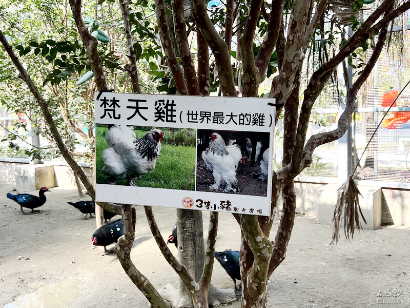 嘉義親子景點推薦!3000坪三隻小豬觀光農場,動物園 滑草 DIY全家暢玩。