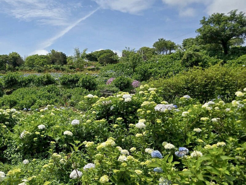 2025高家繡球花田！竹子湖 萬里雙園區8000坪花海盛開，交通門票一覽。