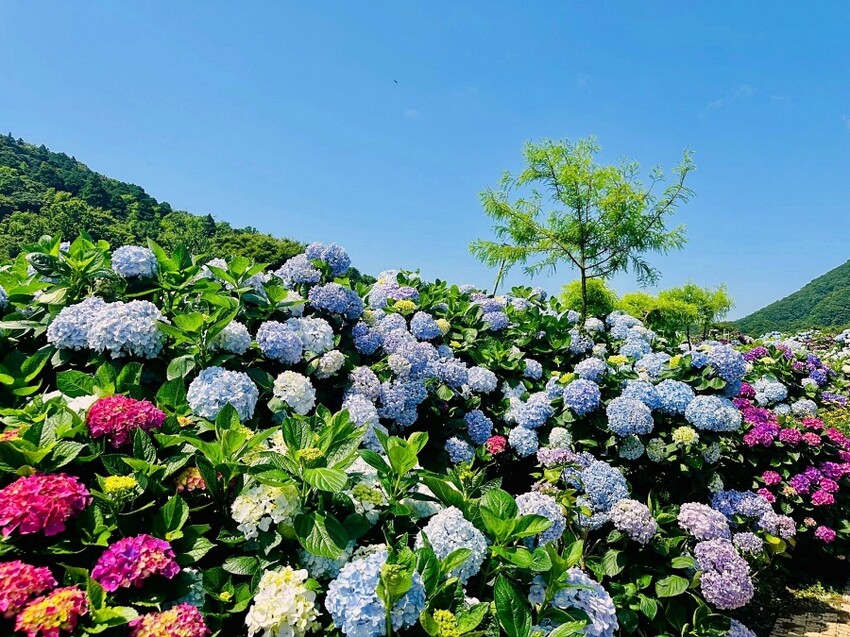 2025高家繡球花田！竹子湖 萬里雙園區8000坪花海盛開，交通門票一覽。