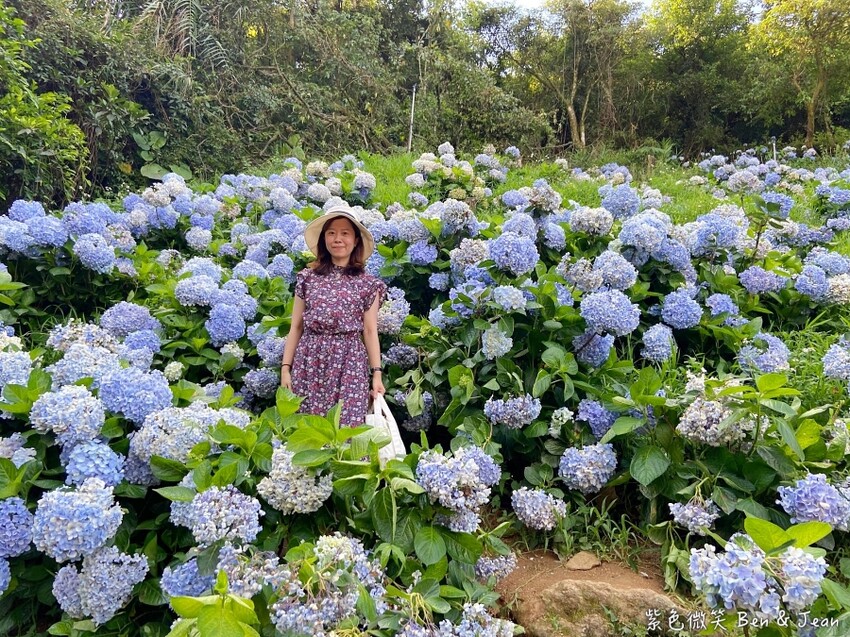 2025高家繡球花田！竹子湖 萬里雙園區8000坪花海盛開，交通門票一覽。