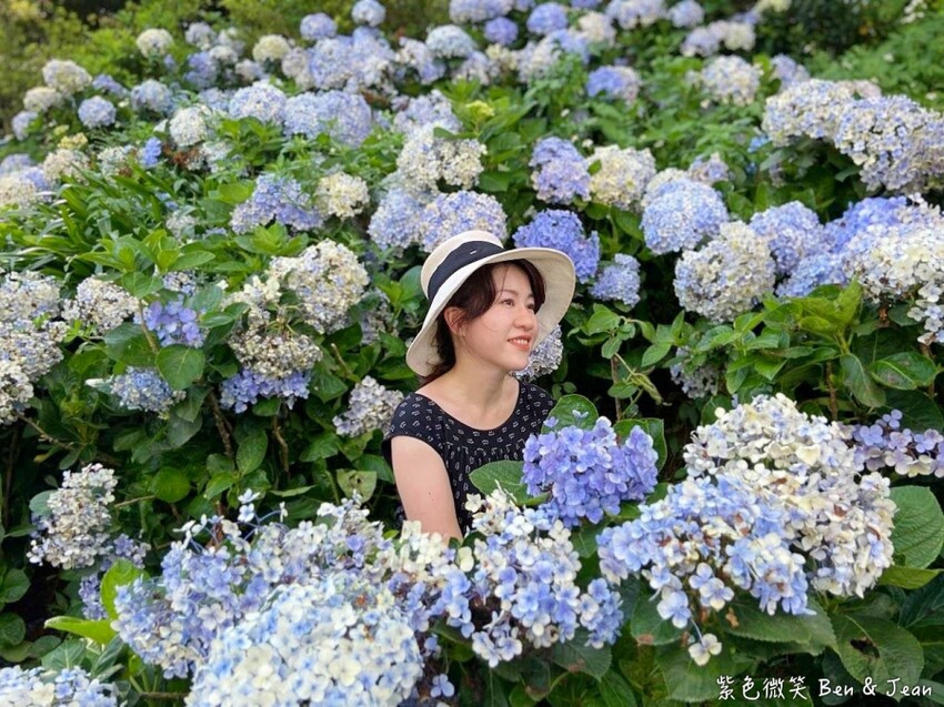 2025高家繡球花田！竹子湖 萬里雙園區8000坪花海盛開，交通門票一覽。
