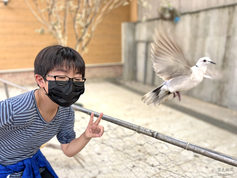 嘉義親子景點推薦!3000坪三隻小豬觀光農場,動物園 滑草 DIY全家暢玩。