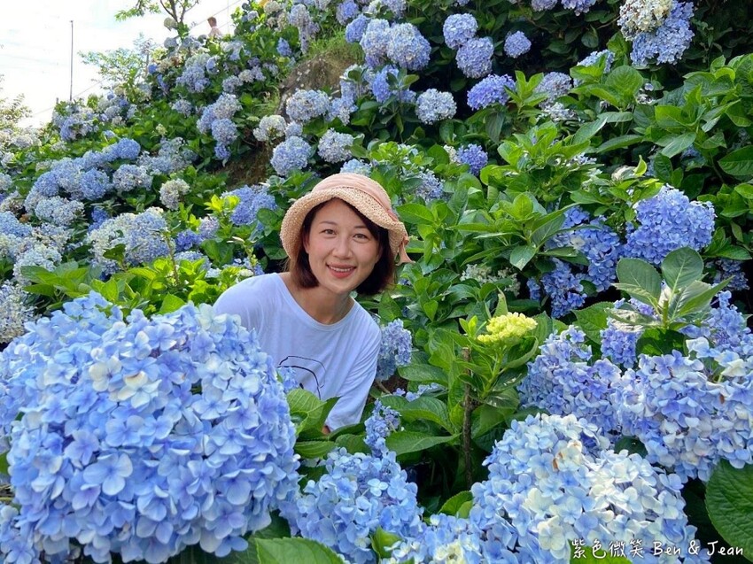 2025高家繡球花田！竹子湖 萬里雙園區8000坪花海盛開，交通門票一覽。