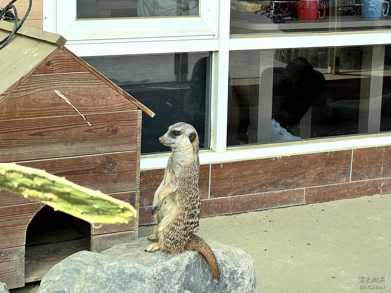 嘉義親子景點推薦!3000坪三隻小豬觀光農場,動物園 滑草 DIY全家暢玩。
