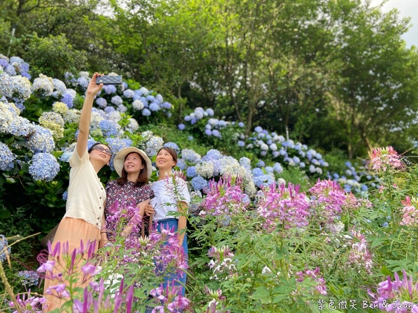 2025高家繡球花田！竹子湖 萬里雙園區8000坪花海盛開，交通門票一覽。