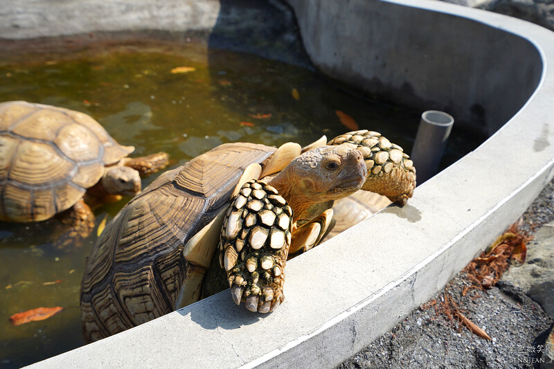 嘉義親子景點推薦!3000坪三隻小豬觀光農場,動物園 滑草 DIY全家暢玩。