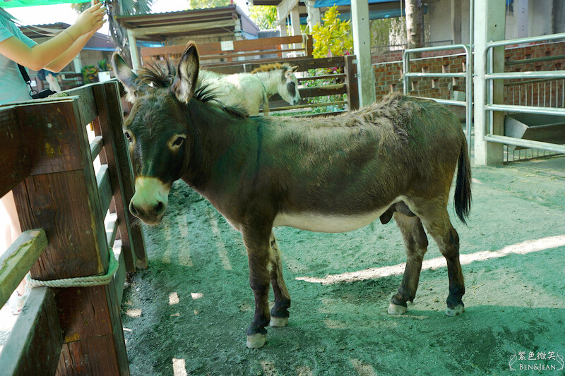 嘉義親子景點推薦!3000坪三隻小豬觀光農場,動物園 滑草 DIY全家暢玩。