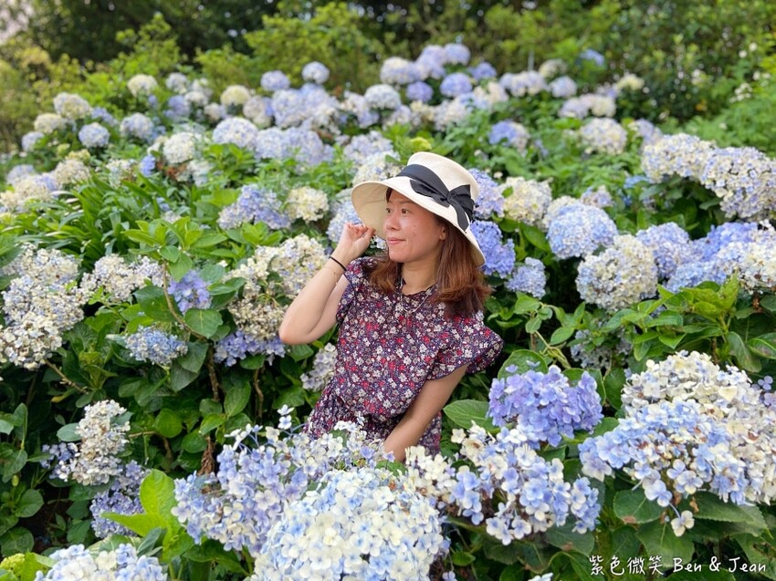 2025高家繡球花田！竹子湖 萬里雙園區8000坪花海盛開，交通門票一覽。