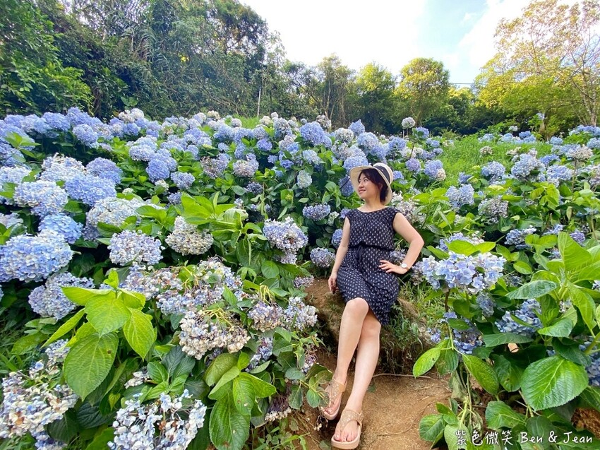 2025高家繡球花田！竹子湖 萬里雙園區8000坪花海盛開，交通門票一覽。