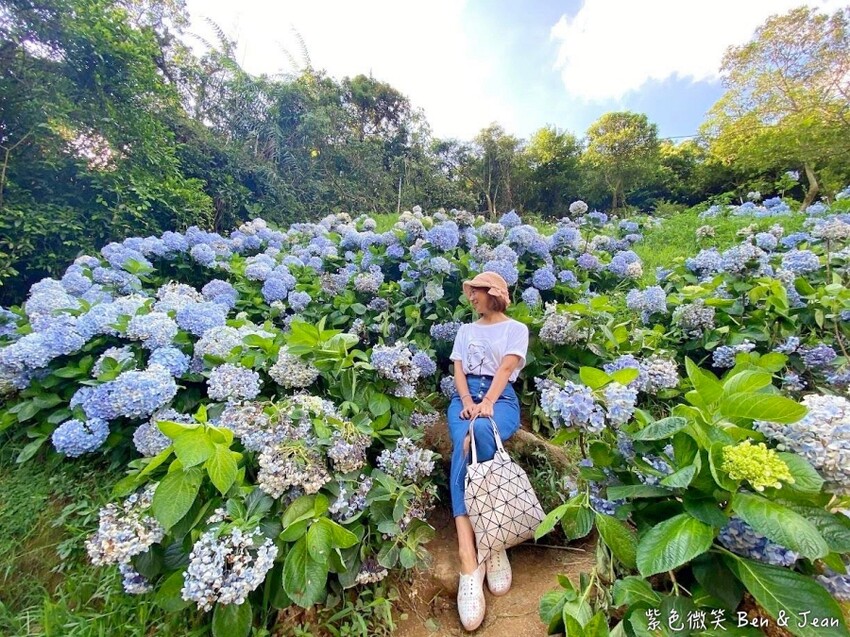 2025高家繡球花田！竹子湖 萬里雙園區8000坪花海盛開，交通門票一覽。