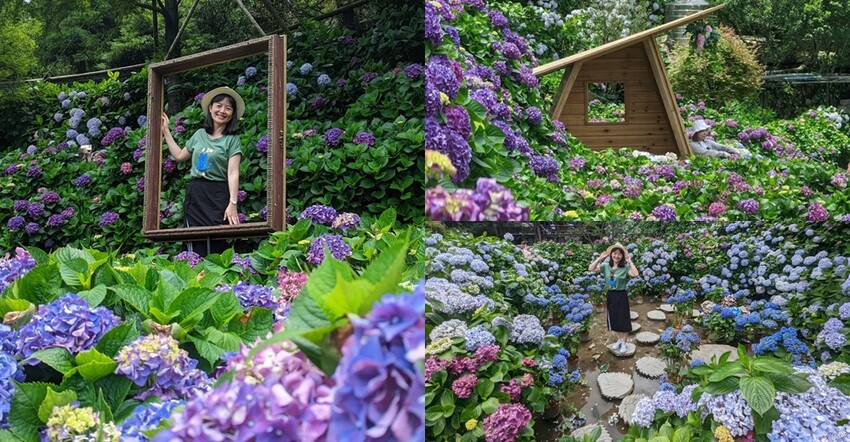 2025高家繡球花田！竹子湖 萬里雙園區8000坪花海盛開，交通門票一覽。