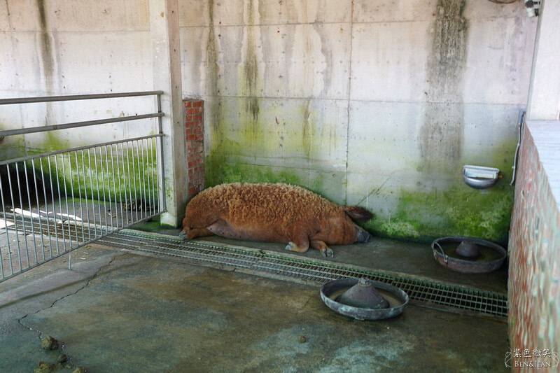 嘉義親子景點推薦!3000坪三隻小豬觀光農場,動物園 滑草 DIY全家暢玩。