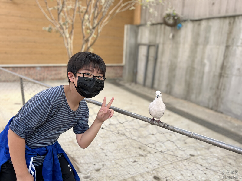 嘉義親子景點推薦!3000坪三隻小豬觀光農場,動物園 滑草 DIY全家暢玩。