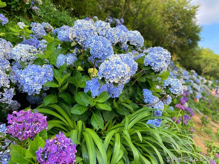 2025高家繡球花田！竹子湖 萬里雙園區8000坪花海盛開，交通門票一覽。