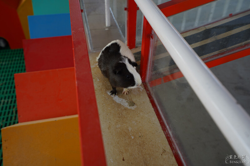 嘉義親子景點推薦!3000坪三隻小豬觀光農場,動物園 滑草 DIY全家暢玩。