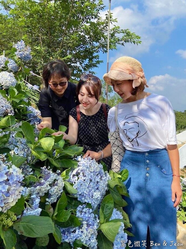 2025高家繡球花田！竹子湖 萬里雙園區8000坪花海盛開，交通門票一覽。