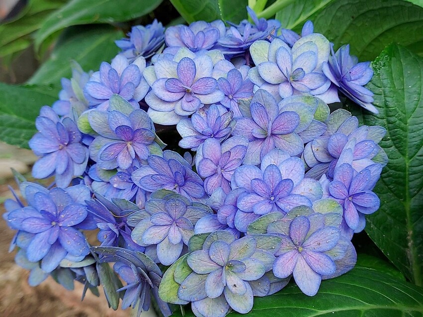 2025高家繡球花田！竹子湖 萬里雙園區8000坪花海盛開，交通門票一覽。