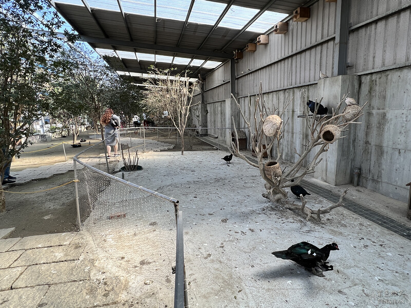 嘉義親子景點推薦!3000坪三隻小豬觀光農場,動物園 滑草 DIY全家暢玩。