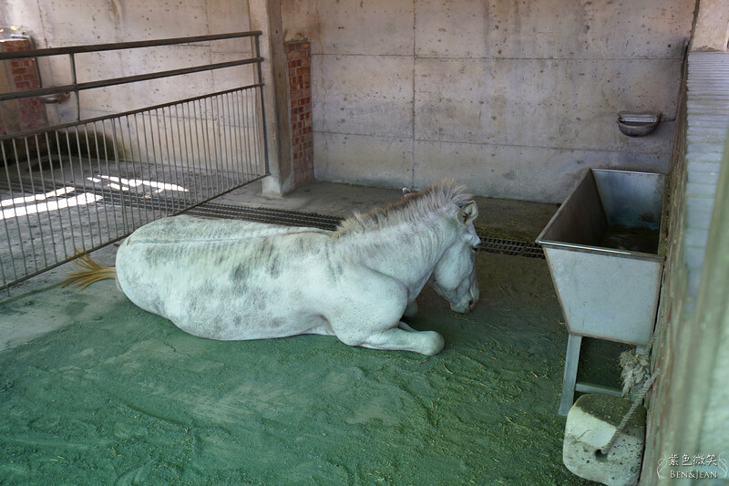 嘉義親子景點推薦!3000坪三隻小豬觀光農場,動物園 滑草 DIY全家暢玩。